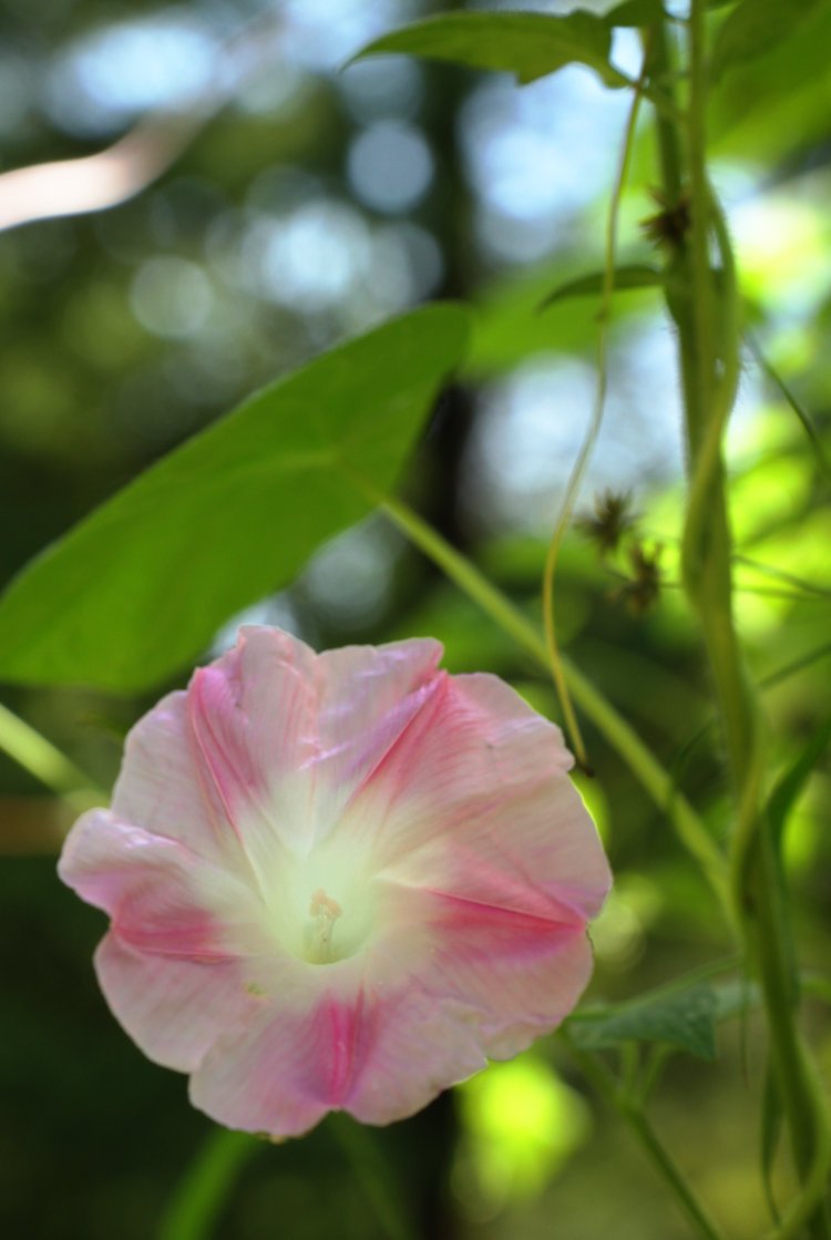 morning glory Convolvulaceae blossom shot from down low with patch of blue sky in background