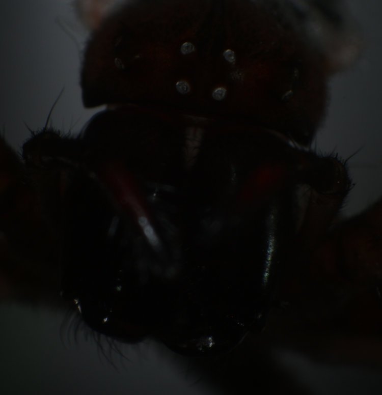 bad lighting causing glow from empty eyes in molted exoskeleton of golden silk orbweaver Trichonephila clavipes - aren't you glad you checked this tag?