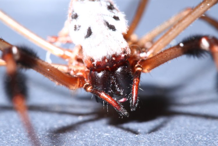 front view of molted exoskeleton of golden silk orbweaver Trichonephila clavipes