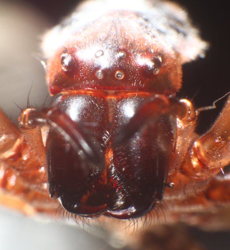 extreme closeup of front view of golden silk orbweaver Trichonephila clavipes molted exoskeleton, showing eye arrangement and chelicerae