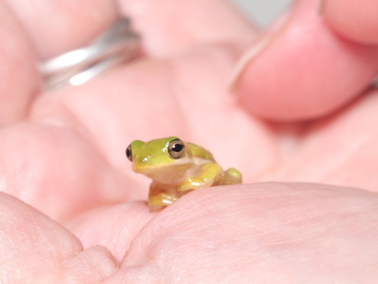 diminutive juvenile green treefrog Dryophytes cinereus in palm of The Girlfriend, for scale