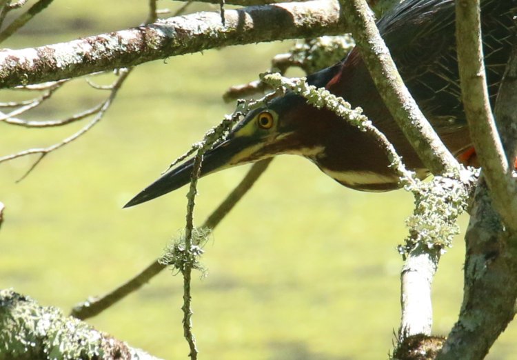 green heron Butorides virescens peering past lichen-covered branch