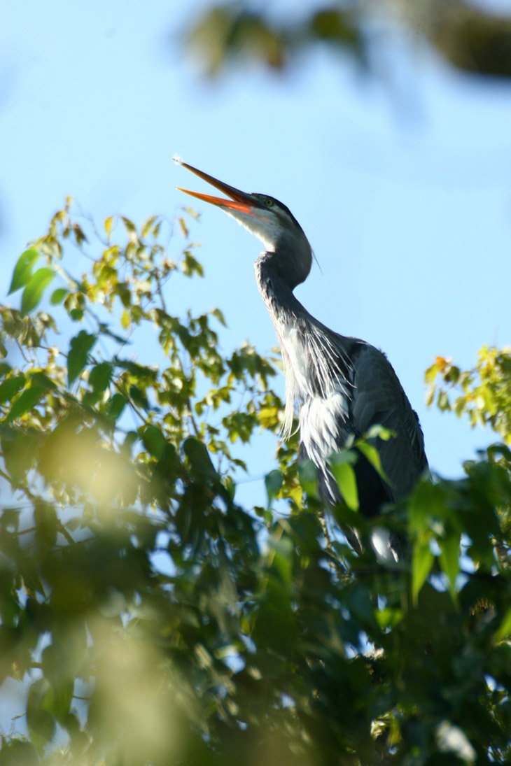 overheated great blue heron Ardea herodias panting in treetop