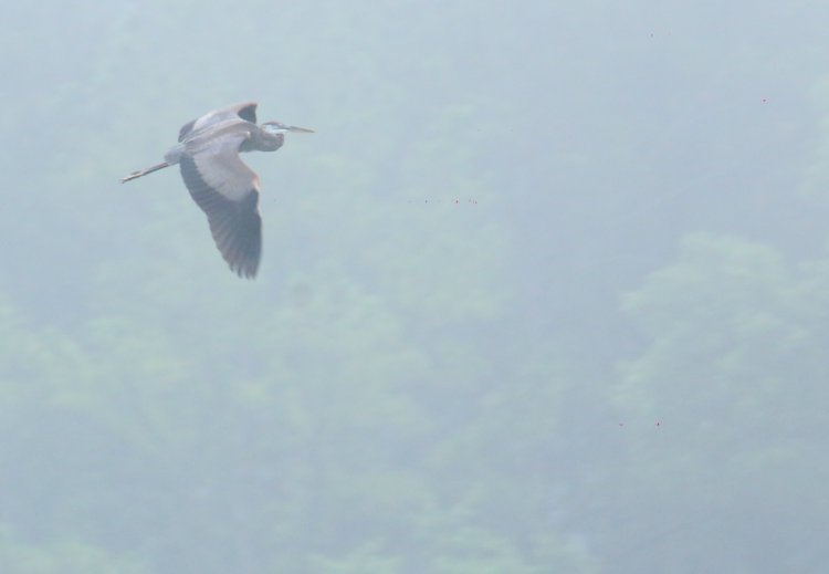 great blue heron Ardea herodias banking against fog-shrouded background trees