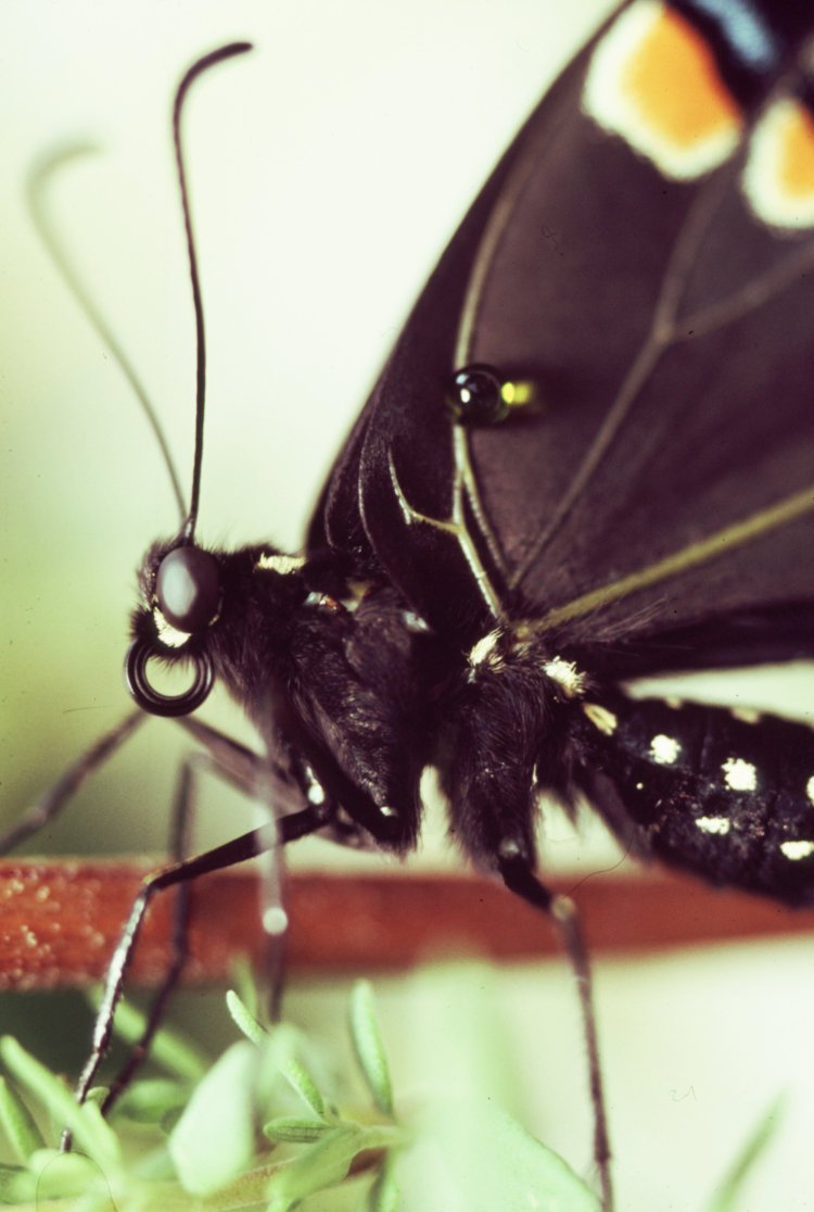 adult eastern black swallowtail Papilio polyxenes asterius soon after emerging from chrysalis, showing green hemolymph from injury sustained in the process