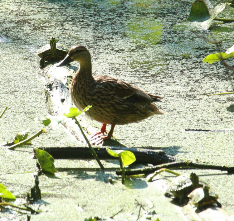 juvenile American black duck Anas rubripes perched on log with trio of yellow-bellied sliders Trachemys scripta scripta