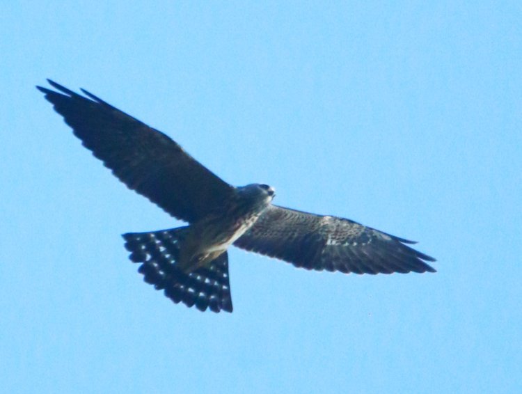 juvenile Mississippi kite Ictinia mississippiensis wheeling overhead