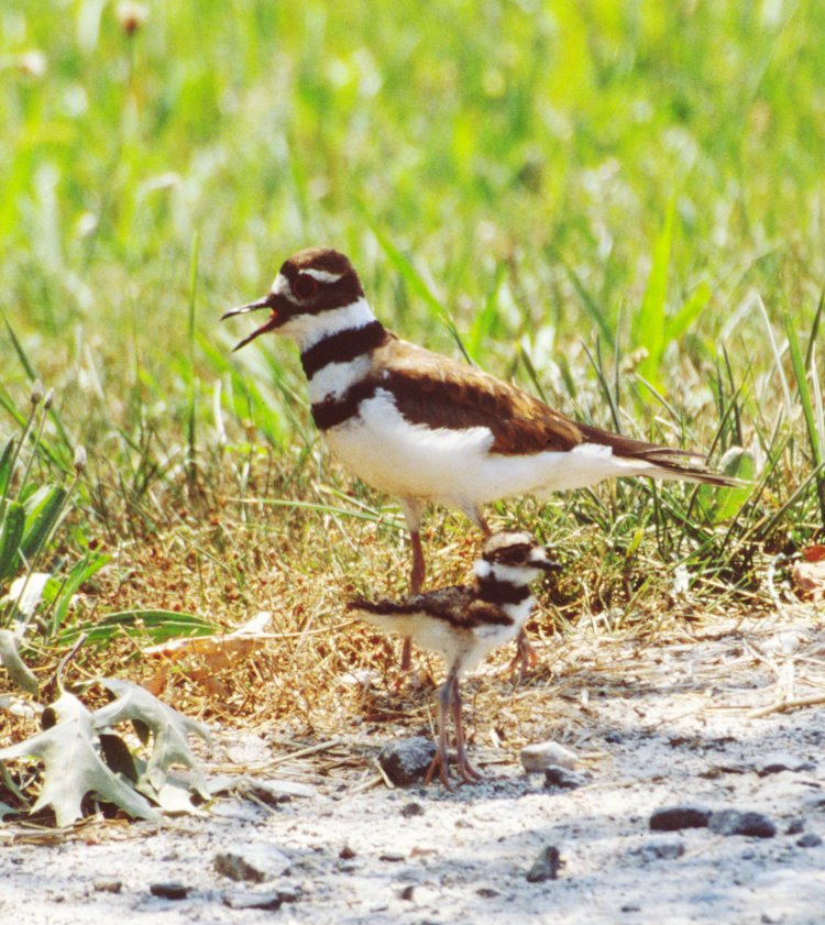 slide scan of mother and newborn killdeer Charadrius vociferus at driveway's edge