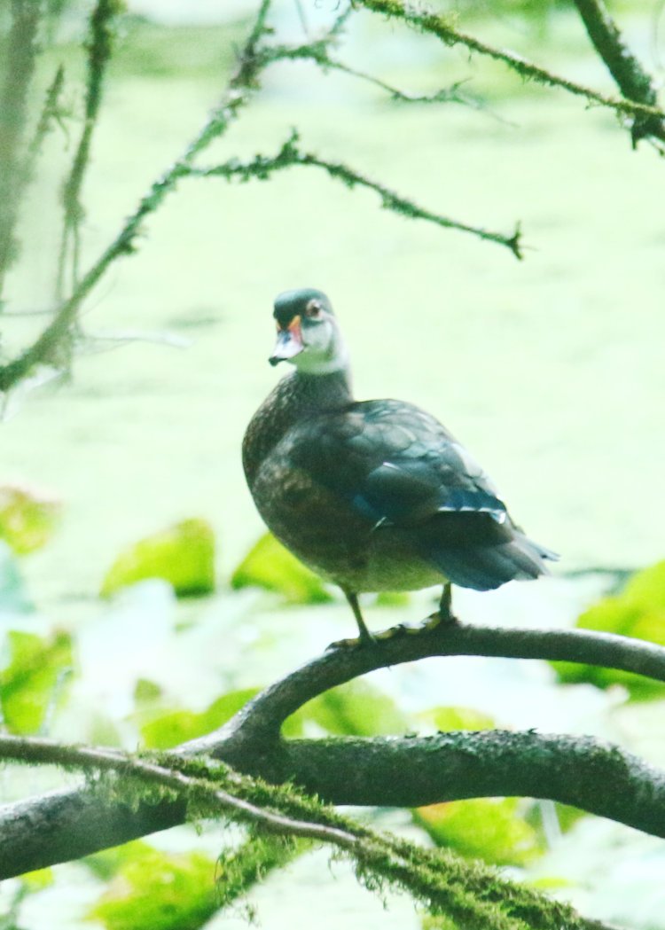 juvenile male wood duck Aix sponsa in transitional plumage perched in tree on Duck Island