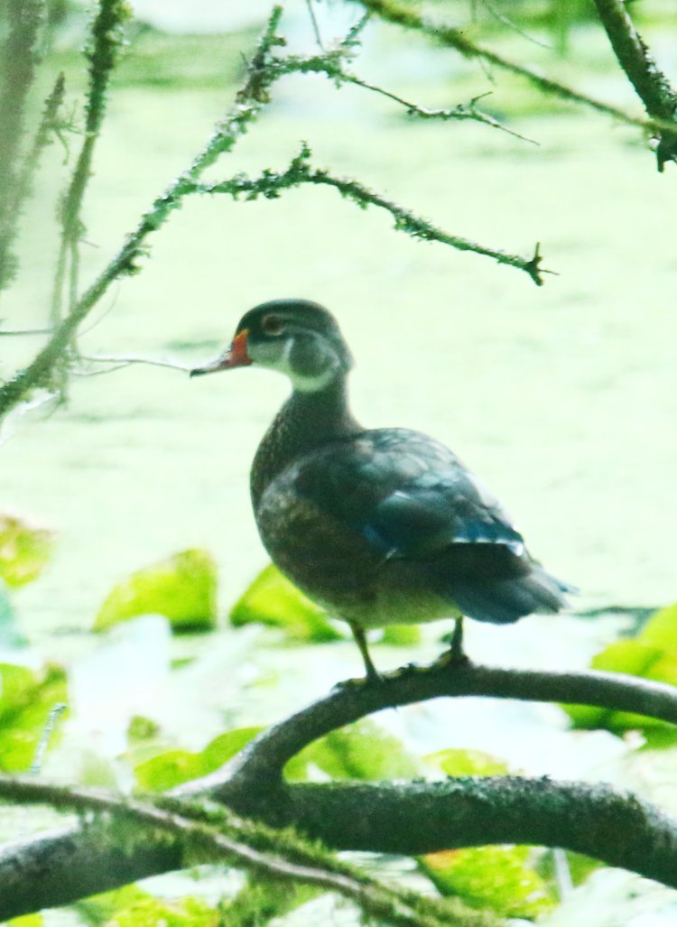 juvenile male wood duck Aix sponsa in transitional plumage perched in tree on Duck Island