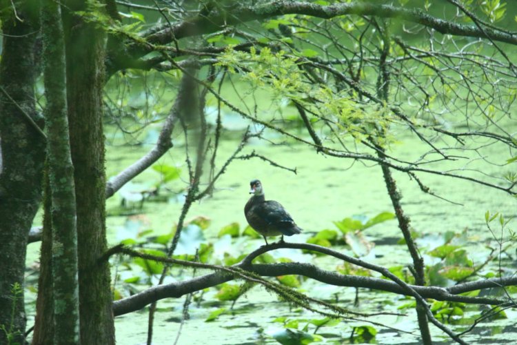 full-frame version of juvenile male wood duck Aix sponsa in transitional plumage perched in tree on Duck Island