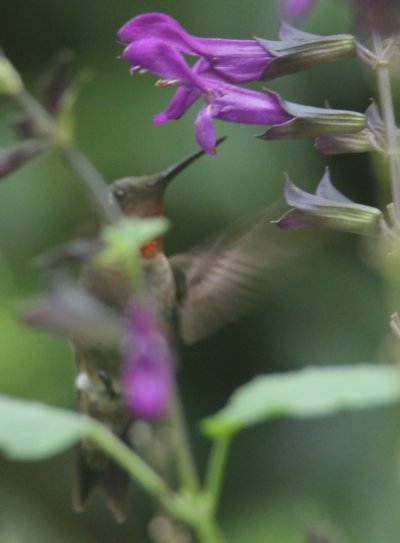adult male ruby-throated hummingbird Archilochus colubris feeding semi-obscured on purple salvia Salvia guaranitica blossoms