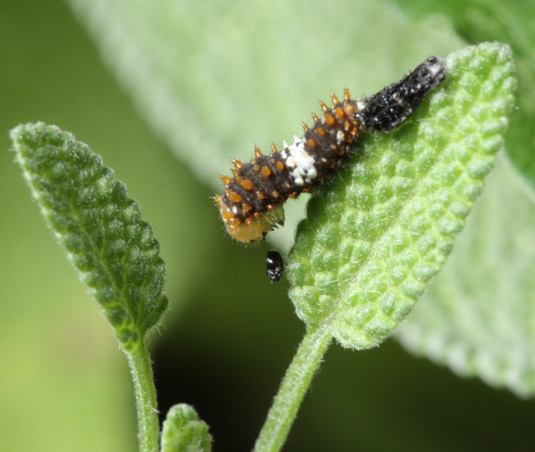 newly-hatched larva of eastern black swallowtail Papilio polyxenes asterius