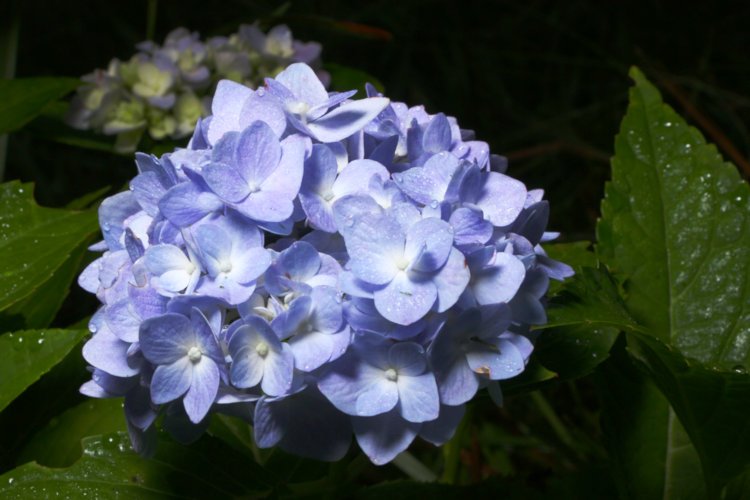 blossom cluster of Endless Summer hydrangea Hydrangea macrophylla 'Bailmer'