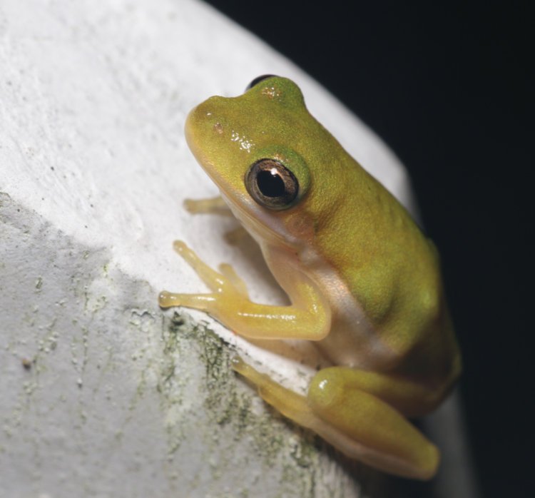 juvenile green treefrog Dryophytes cinereus perched on fence slat at night