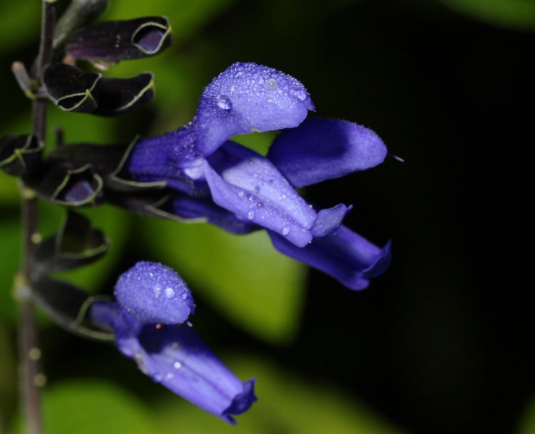 blue salvia Salvia guaranitica blossoms on misty morning