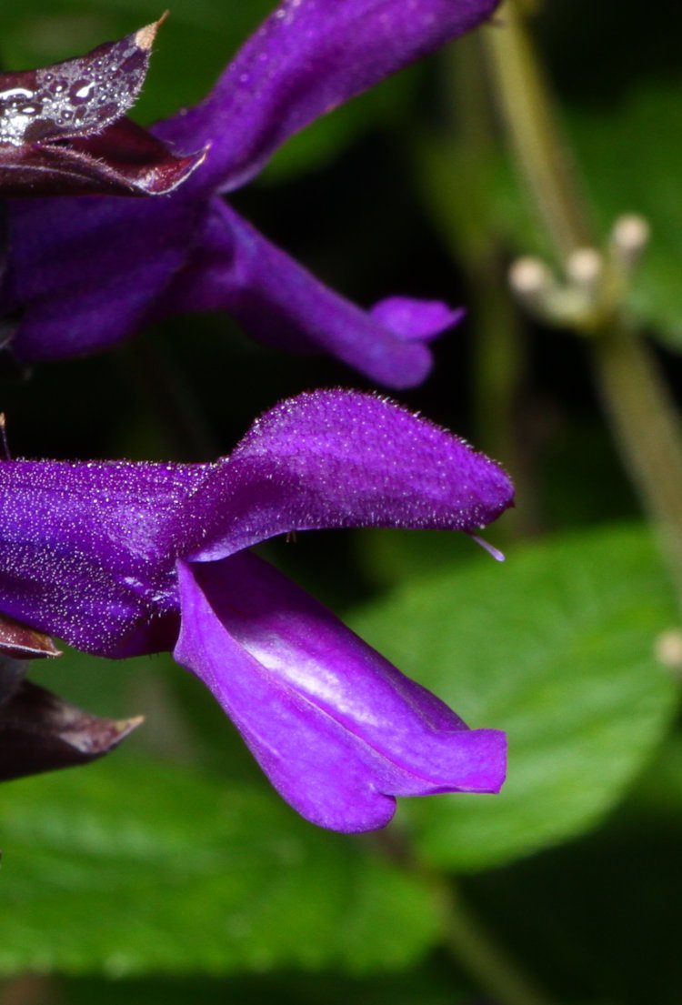 closeup of purple salvia Salvia guaranitica blossom after misty/dewy night