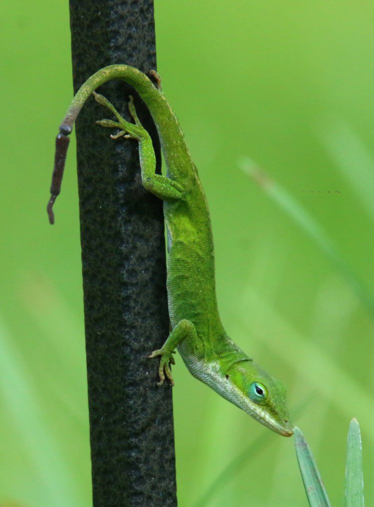 adult female Carolina anole Anolis carolinensis with damaged tail perched on trellis