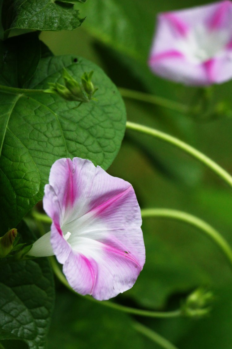 closeup profile of pair of morning glory Convolvulaceae blossoms