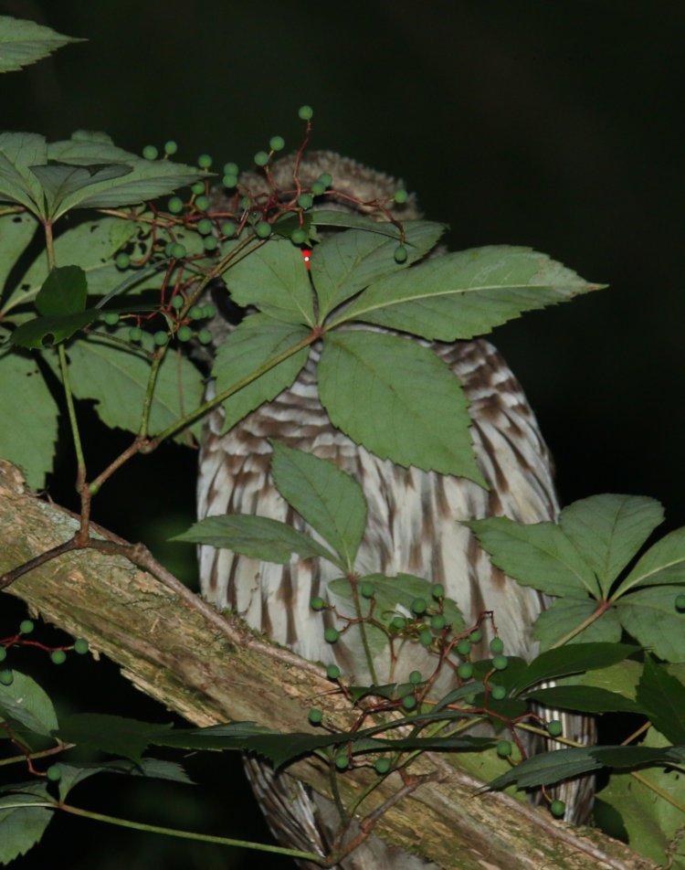 juvenile barred owl Strix varia partially hidden behind Virginia creeper Parthenocissus quinquefolia with eye reflecting flash through gap