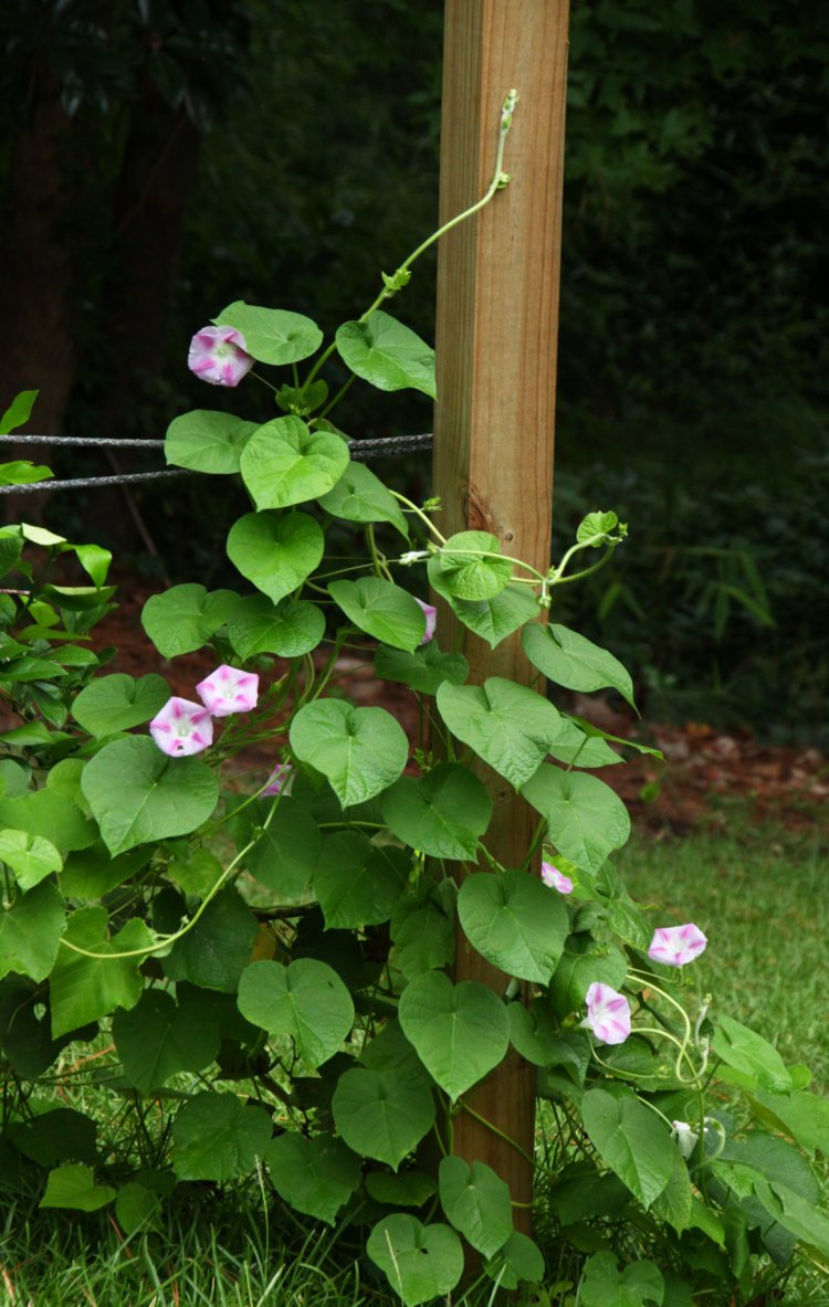 patch of white and pink morning glories Convolvulaceae climbing grape arbor