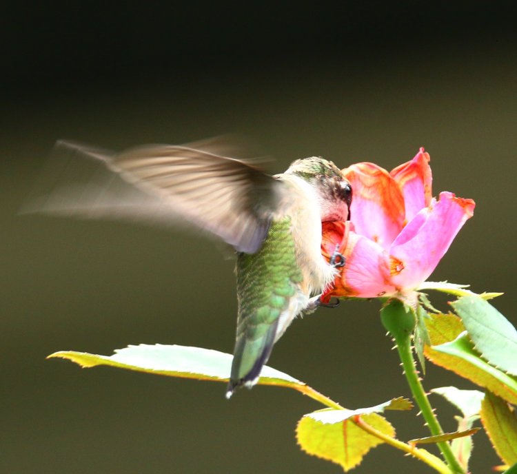 adult female ruby-throated hummingbird Archilochus colubris feeding from rose