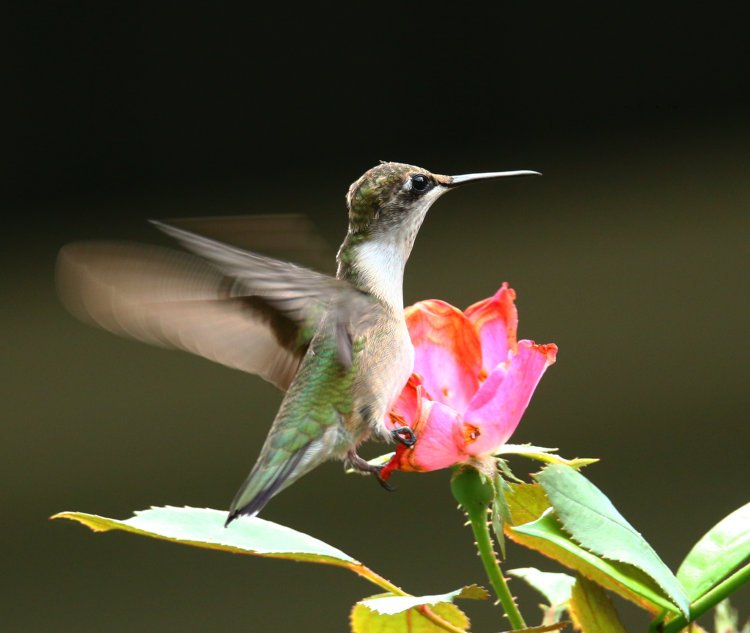 adult female ruby-throated hummingbird Archilochus colubris perched still flapping on rose