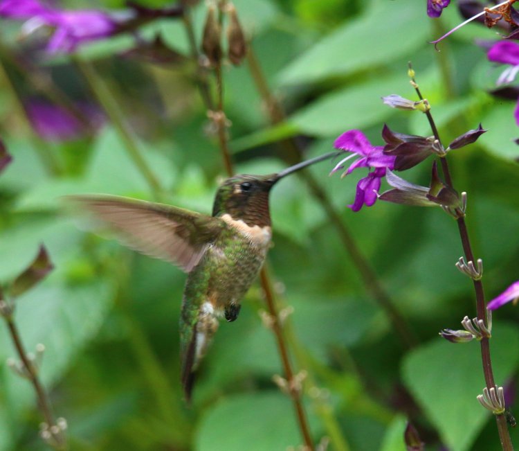 focus not quite on adult male ruby-throated hummingbird Archilochus colubris feeding from purple salvia Salvia guaranitica