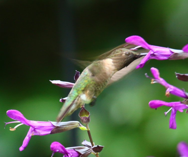 adult male ruby-throated hummingbird Archilochus colubris feeding from purple salvia Salvia guaranitica. partially obscured by own wings