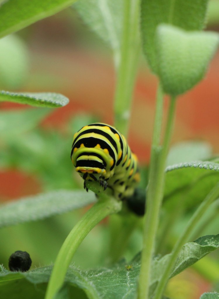 larva of eastern black swallowtail Papilio polyxenes asterius nibbling at end of parsley stem