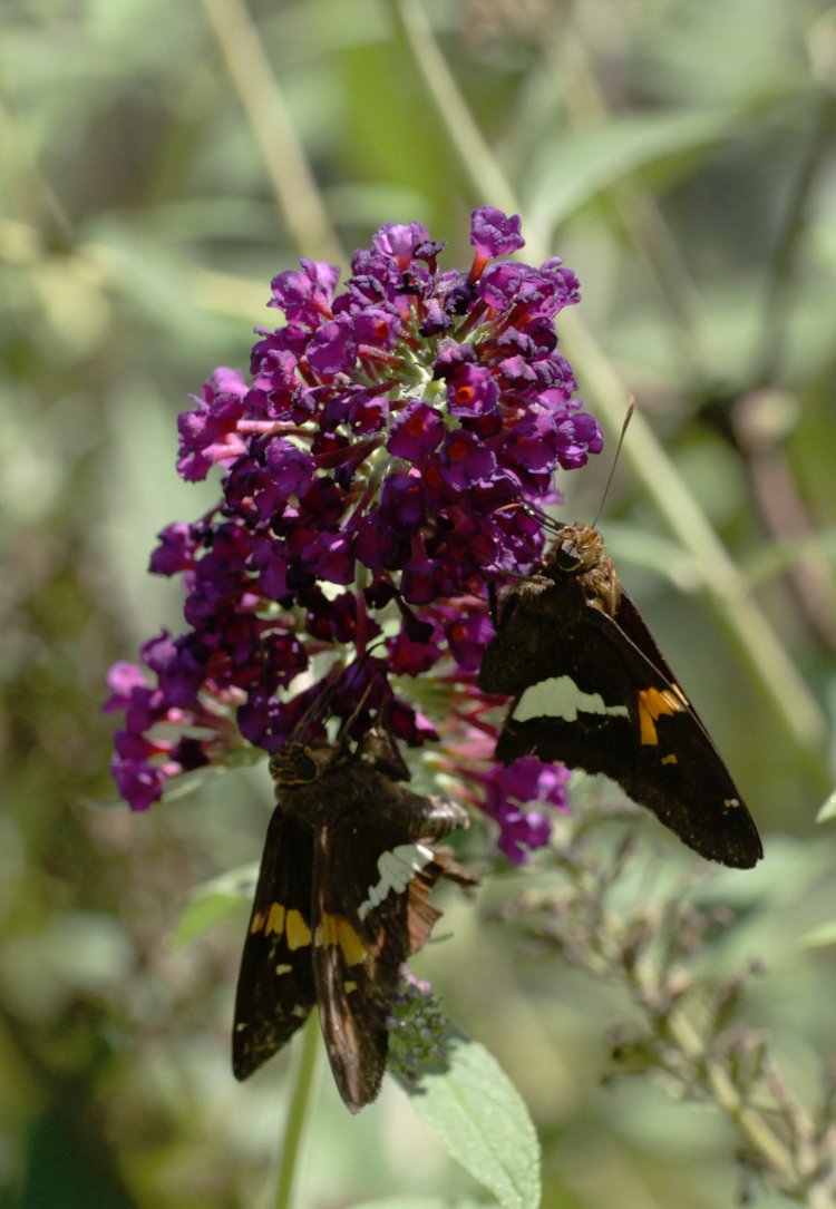 pair of silver-spotted skippers Epargyreus clarus sharing cluster on black knight butterfly bush Buddleja davidii