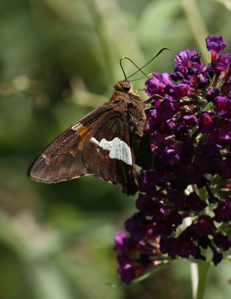 detailed profile of silver-spotted skipper Epargyreus clarus feeding from blossoms of black knight butterfly bush Buddleja davidii