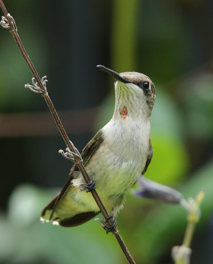 adult female ruby-throated hummingbird Archilochus colubris perched on stem of blue salvia Salvia guaranitica showing red spot on throat