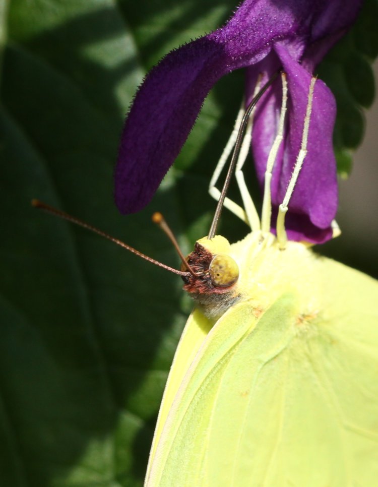 cloudless sulphur Phoebis sennae butterfly on purple salvia Salvia guaranitica blossom, slightly over-exposed