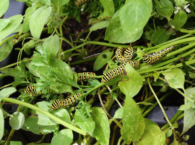 cluster of eastern black swallowtail Papilio polyxenes asterius larvae consuming parsley plants in herb garden