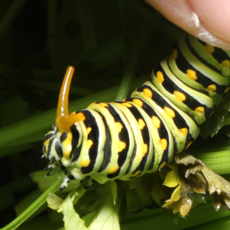 eastern black swallowtail Papilio polyxenes asterius larva showing defensive response of extended osmeteria under provocation of author