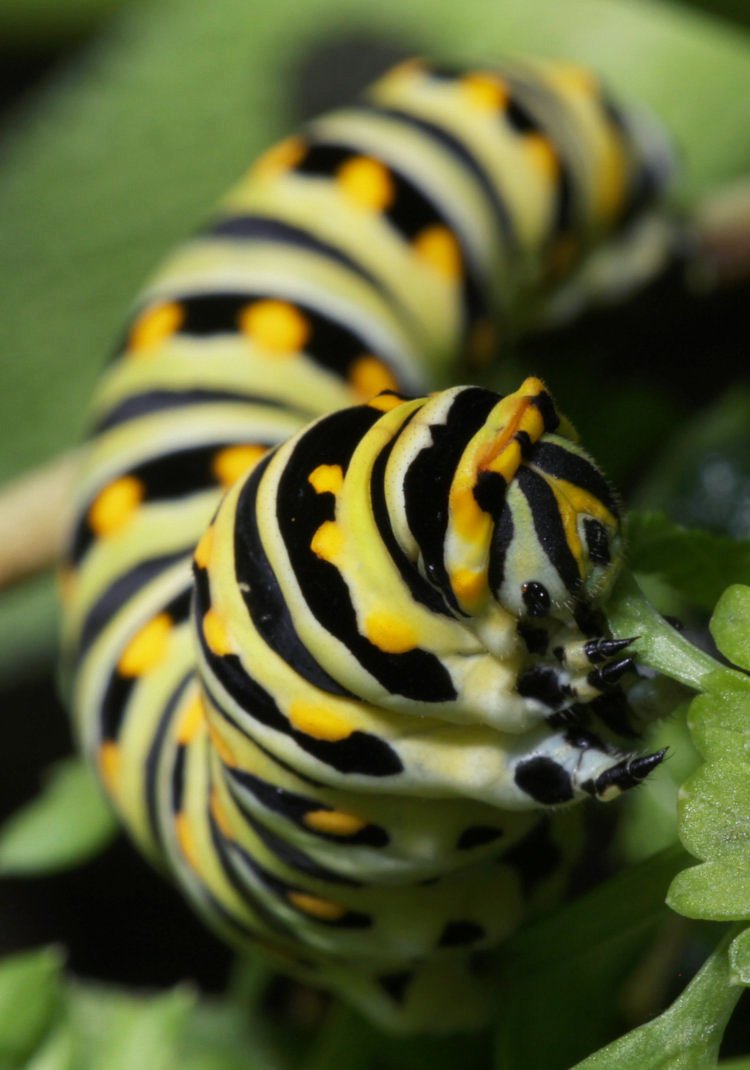 larva of eastern black swallowtail Papilio polyxenes asterius knocking back that parsley