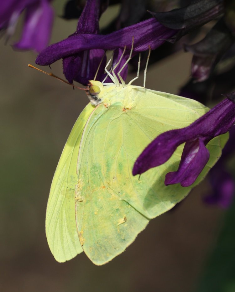 cloudless sulphur Phoebis sennae butterfly with faintly damaged wings on purple salvia Salvia guaranitica blossom