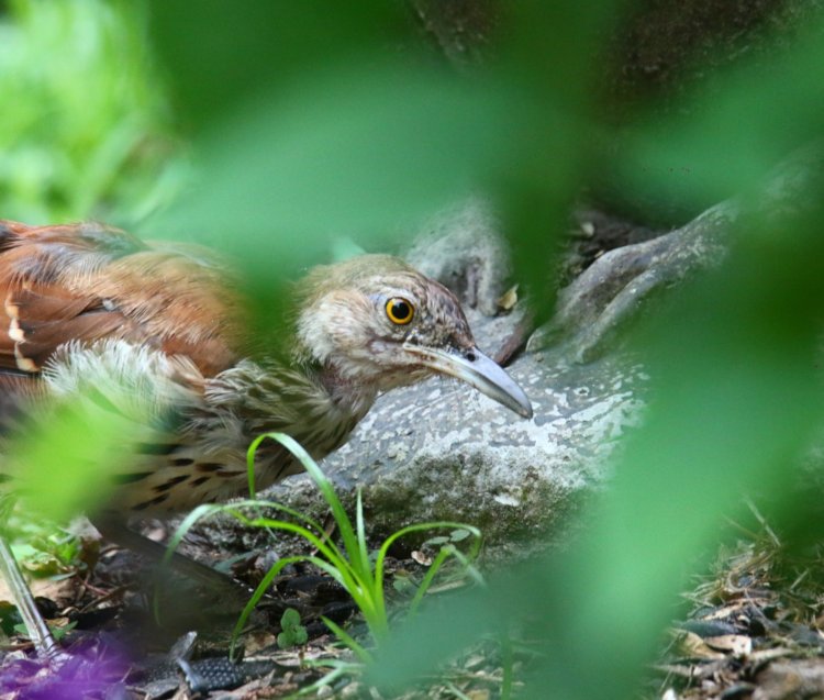 juvenile brown thrasher Toxostoma rufum peeking through gap in foreground foliage