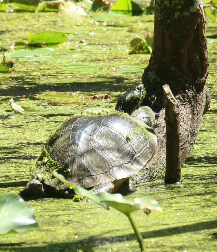 pair of yellow-bellied sliders Trachemys scripta scripta perched on Turtle Island while water level was very high