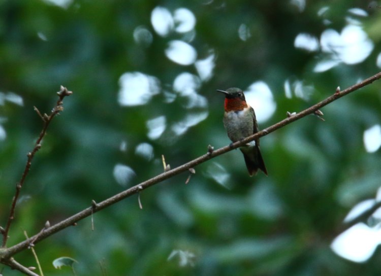 male ruby-throated hummingbird Archilochus colubris sitting vigil over feeder and salvia plant