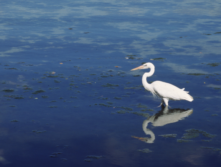 great white heron Ardea occidentalis in shallow sound off Florida Keys, on Fuji Provia