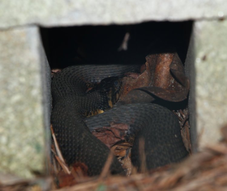 water snake, likely northern water snake Nerodia sipedon, hiding out in hollow between bricks