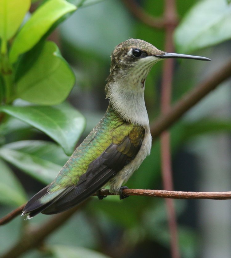 adult female ruby-throated hummingbird Archilochus colubris showing flared neck feathers