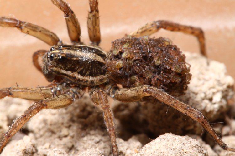 female wolf spider Lycosidae with collection of newborns on abdomen