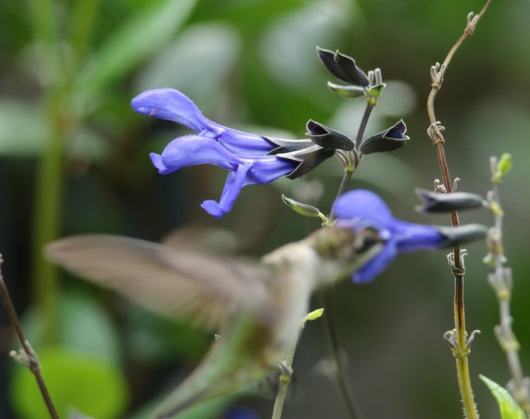 adult female ruby-throated hummingbird Archilochus colubris feeding from foreground blue salvia Salvia guaranitica blossom while background blossom was in focus