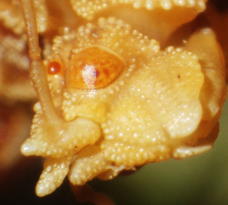 tight inset of previous image of jagged ambush bug Phymata