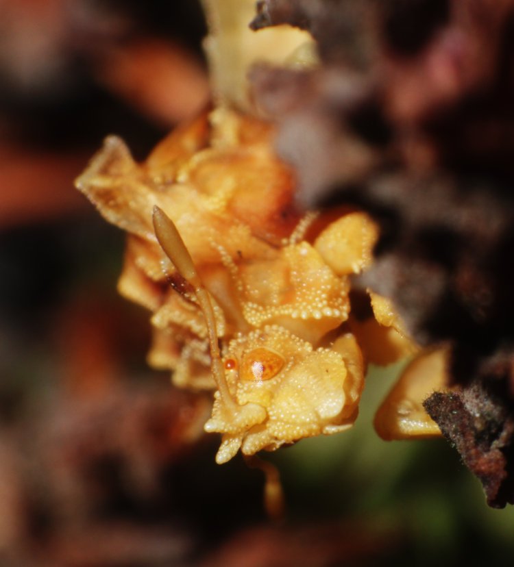 jagged ambush bug Phymata on dead flower cluster of Black Knight butterfly bush Buddleja davidii