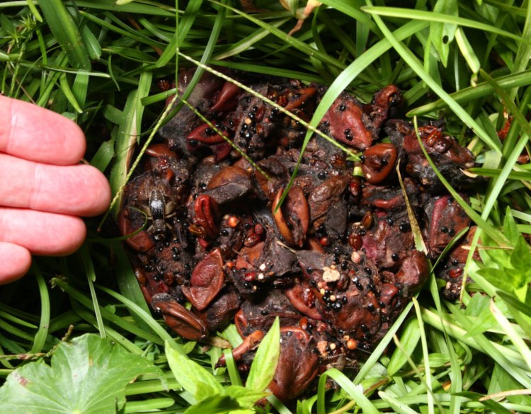 what appears to be a collection of regurgitated persimmons in yard, author's fingers for scale
