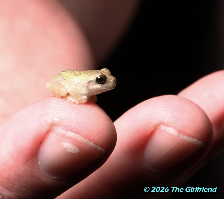 very juvenile Copes grey treefrog Dryophytes chrysoscelis perched on author's finger, photo by The Girlfriend